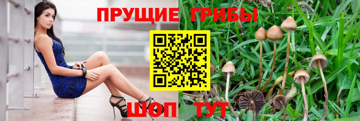 Псилоцибиновые грибы Psilocybe Тулун